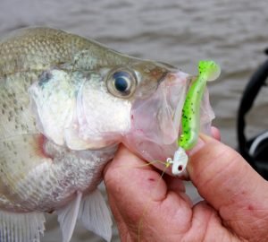 A crappie took a Crappie Dapper that was longlined in medium depth waters.