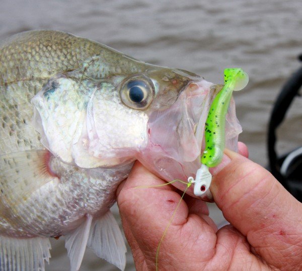 A crappie took a Crappie Dapper that was longlined in medium depth waters.