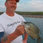 Clear water lakes require stealth presentations in the brush. Frank Zortman displays a nice Norfork Lake, AR, black crappie.