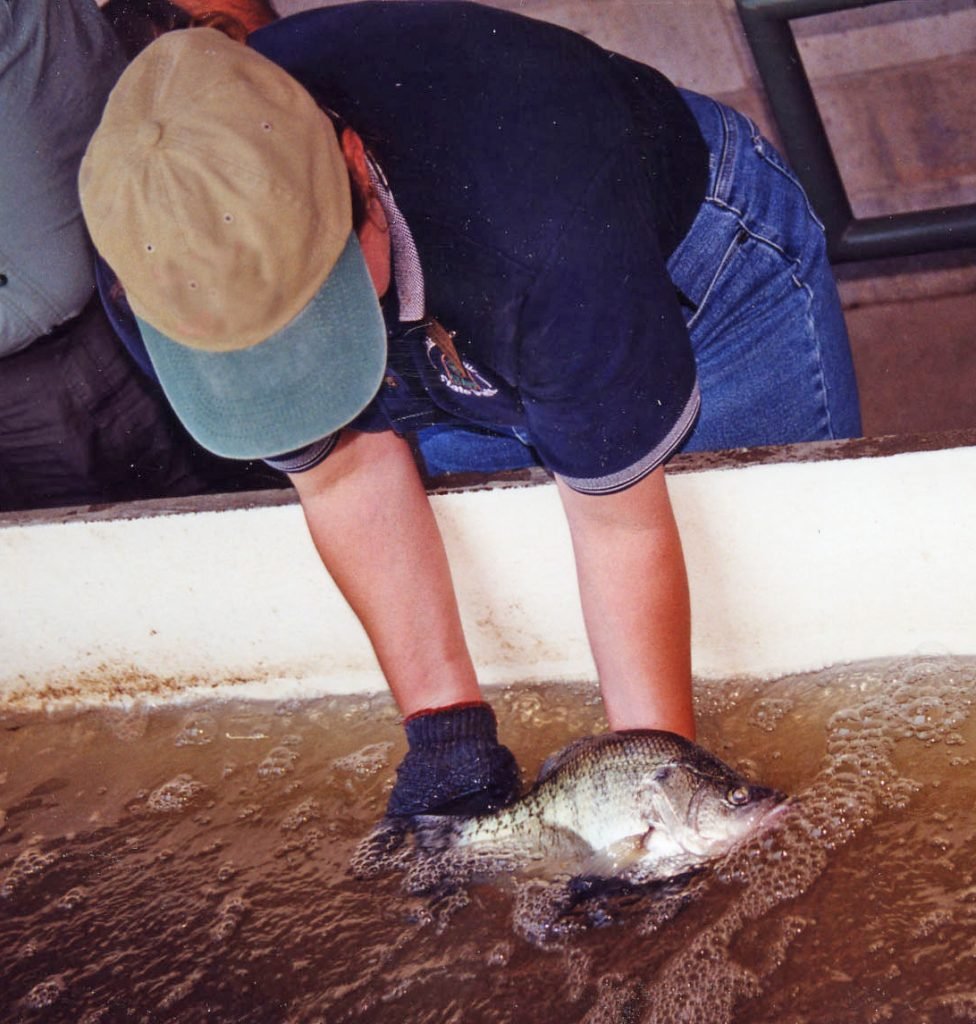 Fish studies provide good information for fish management along with information that can help fishermen. Tim Huffman photo.