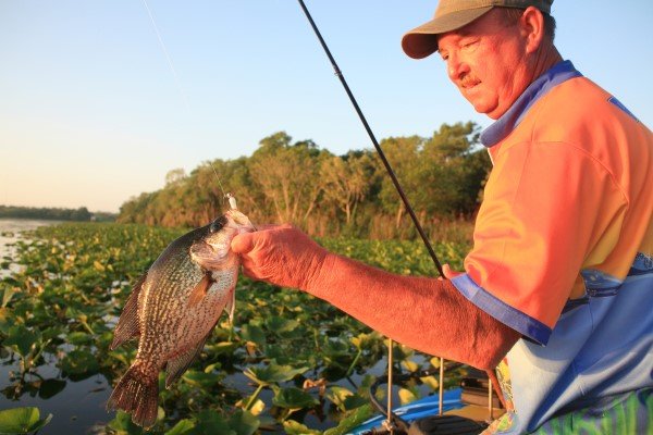 Once the sun gets on the weeds, most crappie leave the shallows and head for the channels. Some will work back very tight to the bank but these fish are hard to get at. Just poling a boat into those spots might chase them off. Pads are a good place to find summertime crappie. Mike Parrott displays a good fish.