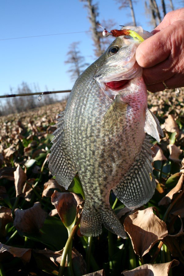 Crappie next to the tree roots, crappie under floating mats of grass, crappie in the shade, crappie in the sun, crappie in patches of open and closeted waters, crappie, crappie and big crappie in lots of places.