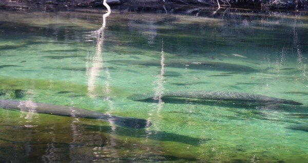 Manatees at Blue Spring State Park.