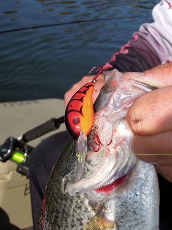 Many anglers pull crankbaits to tempt crappie in the spring thru the summer.