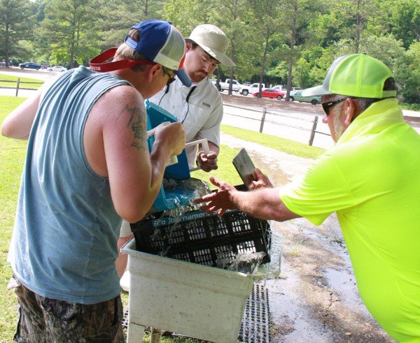 Tournament fishermen pour their fish into the weigh container just before going to the scales.