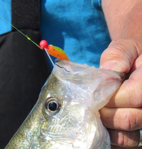 good bait is very important with a weedless head allowing it to be put into stubborn cover.