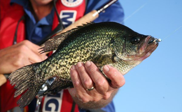latitude crappies like plain head jigs, jigs with plastic and jigs with revolving blades.