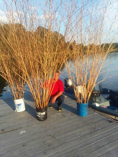 Fish attractors like these are an important part of successful, consistent crappie fishing. These use 5-gallon buckets, wild cane and concrete.