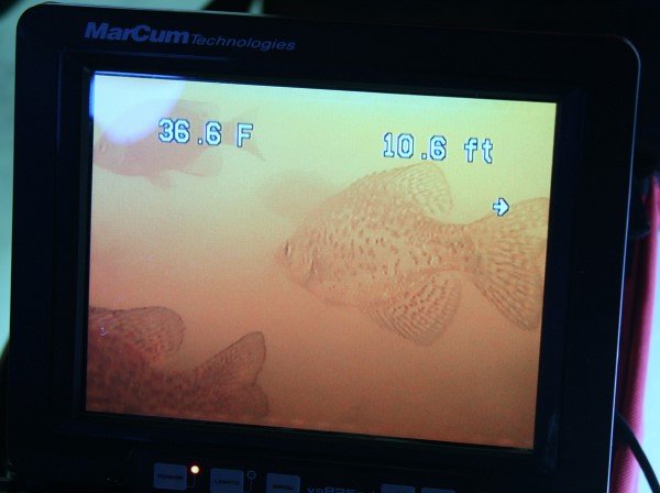 Because crappies spend so much time suspended in the water column, it is difficult to find them with a camera. Here is a view of a school moving through. The odd color is due to weak lead core battery power after one day use. Lefebre says new lithium batteries are proving to be the ice fisherman’s best friend.