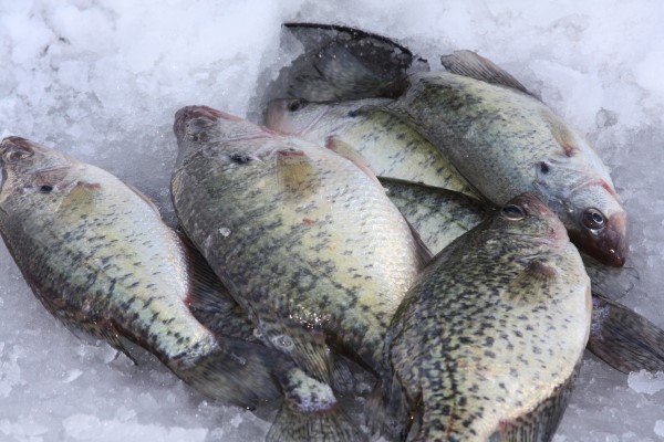 Ice fishing success!