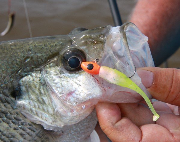 A Bobby Garland Swim-R is a great bait for jigging or slow trolling.