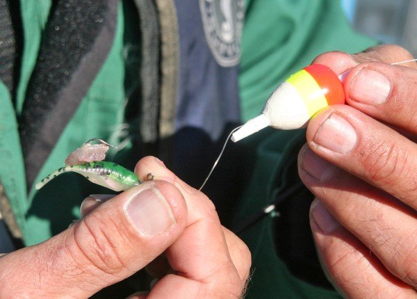 Add a fresh cut square of crappie meat to the hook point above the soft plastic. It makes all the difference in having the crappie hang on, instead of just pecking.