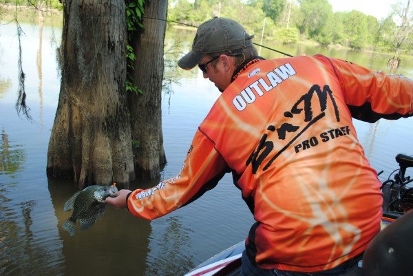 Matt Outlaw pulls a good crappie from the base of a cypress tree. Outlaw suggests fishing around cypress trees year-round rather than just during the spawn.